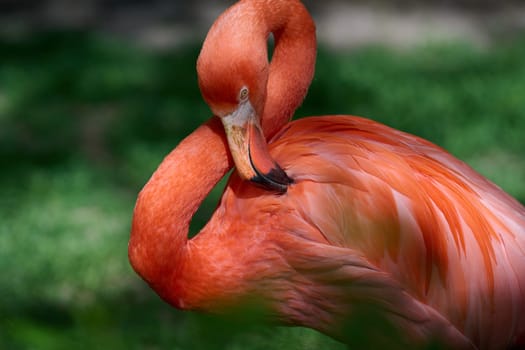 Close-up of a vibrant orange flamingo grooming its feathers in natural daylight. The bird's curved neck and detailed plumage