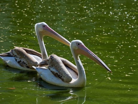 White adult pelican swimming on a pond with green water