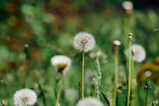 Several fluffy dandelion seed heads on slender stems among grass and other plants. Soft, diffused light, close up