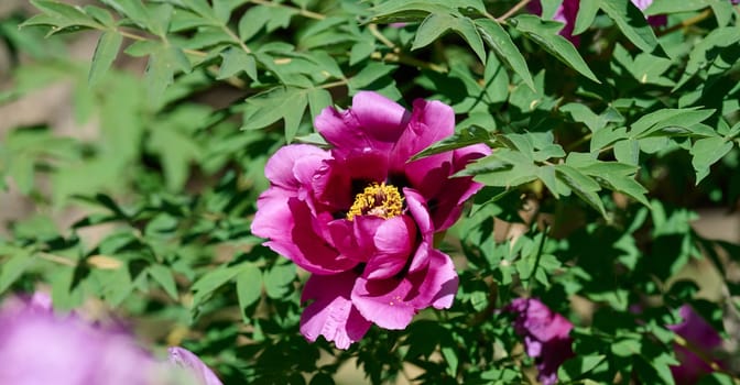 Lush purple peony flowers with vibrant yellow stamens, in full bloom amidst dense green foliage in a garden setting