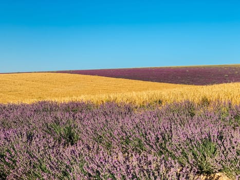 Beautiful scenery beach lovanda and yellow wheat field before harvest
