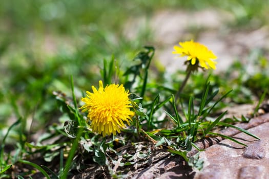 A vibrant dandelion flower is emerging from the soil, soaring above the surrounding green grass with its bright yellow petals
