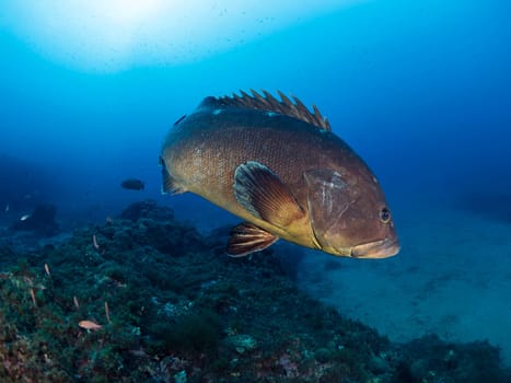grouper fish swimming through the crystal clear sea water, concept of underwater wildlife and marine biodiversity