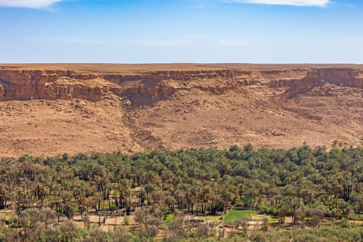 Oasis in the valley of the Western Sahara desert. You can see the charred trunks of palm trees after a fire some time ago. 