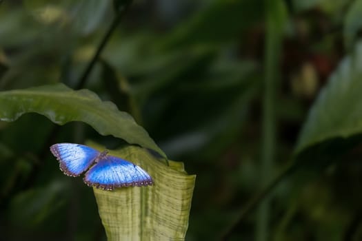 Peleides blue morpho tropical butterfly, green plant. on dark background. Horizontally. 