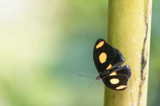 Catonephele numilia, Spotlight catone, black butterfly with orange spots posing on green light background.
