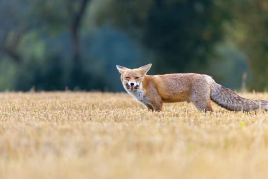 Fox with a chicken in its mouth poses with its eye closed in a field, looking at the camera. Horizontally. 