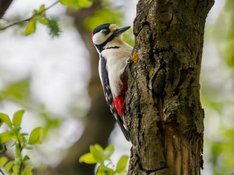 Male of great spotted woodpecker sitting on tree trunk. The great spotted woodpecker or Dendrocopos major is medium-sized woodpecker with pied black and white plumage and red patch on the lower belly