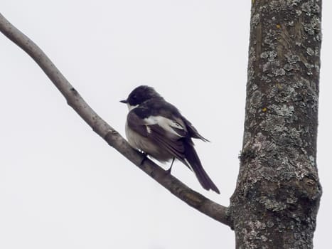 European pied flycatcher or ficedula hypoleuca perched on branch. European Pied Flycatcher is small bird of the Muscicapidae family. It prefers habitats in deciduous forests and dense undergrowth