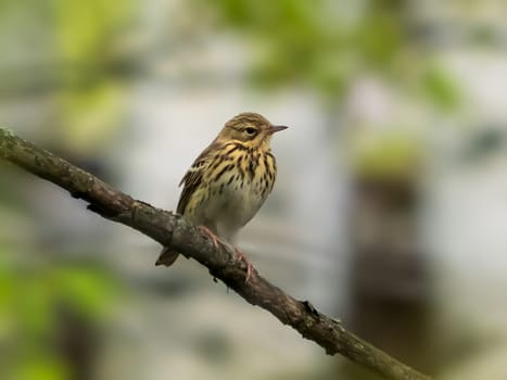 The tree pipit (Anthus trivialis) perched on branch with green leaves in springtime. The tree pipit is a Motacillidae family bird. Birdwatching concept.
