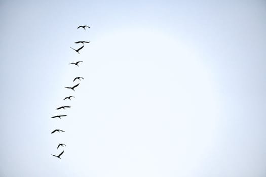 Cranes fly one after the other in the sky. Migratory birds passing through. Natural spectacle from nature