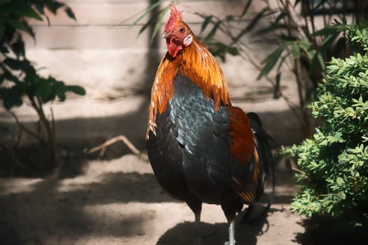 Colorful rooster in the sunlight, surrounded by green plants and shade. Rural idyll, farm atmosphere and natural wildlife in vibrant colors.
