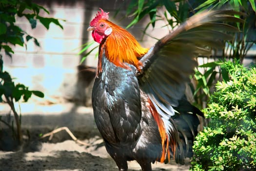 Colorful rooster in the sunlight, with outstretched wings, surrounded by green plants and shade. Rural idyll, farm atmosphere and natural wildlife in vibrant colors.