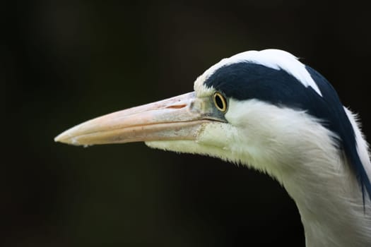 Close-up of a gray heron with sharp focus on the head and beak. The high-contrast colors and details make this image ideal for nature and wildlife photography.
