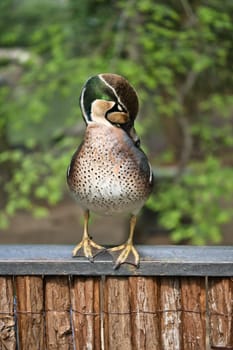 A colorful hen duck stands on a fence and turns its head to the side. The background is blurred and shows green nature in spring or summer.
