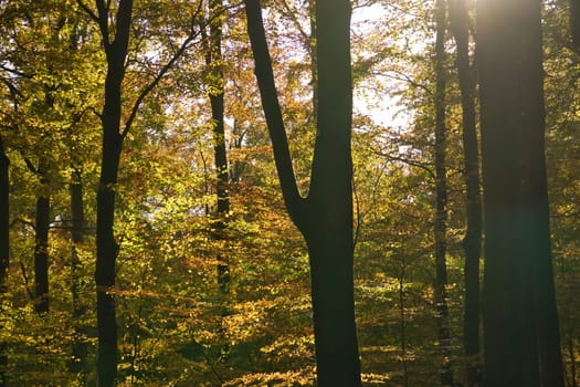 An autumnal forest flooded with warm sunlight. Golden leaves glow as rays break through the trees - a peaceful natural idyll.
