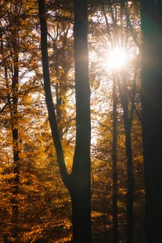 An autumnal forest flooded with warm sunlight. Golden leaves glow as rays break through the trees - a peaceful natural idyll.