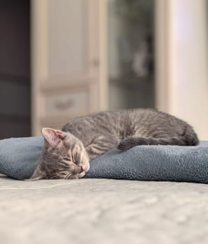 A gray kitten sleeping in a funny pose on a soft folded blanket in a cozy room. Shot with a smartphone.