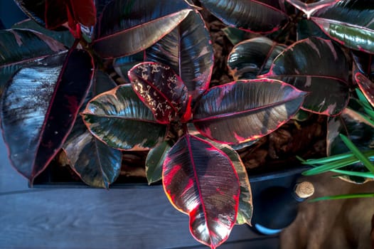 Close-up photo of a large, potted Rubber Tree , Ficus elastica, commonly known as the Rubber Fig, with large, glossy, dark green leaves tinged with red. Flowers stand on the floor, viewed from above