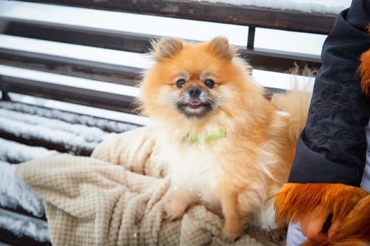 Fluffy Pomeranian sits comfortably on a blanket while its owner enjoys the winter landscape with love and care.
