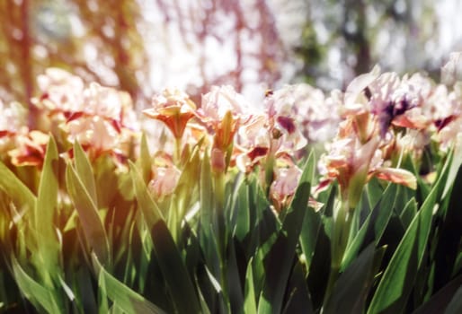 Pink Attraction Iris. Blurred plan, Pink summer garden flowers. Hybrid spring iris blossom. Pink bubbles bearded irises. Light purple irises with pink tint blooming. bee flies among the flowers