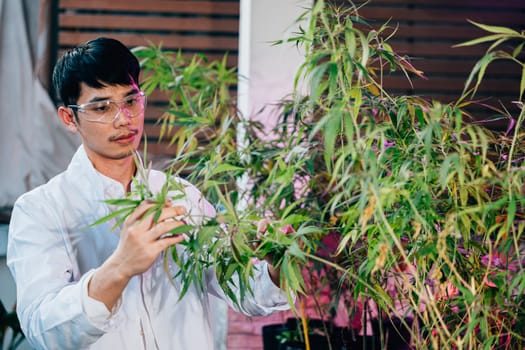 Asian man in lab coat is holding leaf of a cannabis sativa plant, doctor marijuana researcher wearing safety goggles and he is examining the plant, working in a hemp field