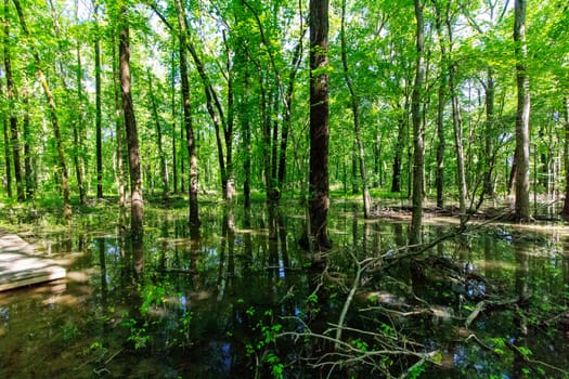 Views of Twin Swamps Nature Preserve in Spring, Posey County, Indiana