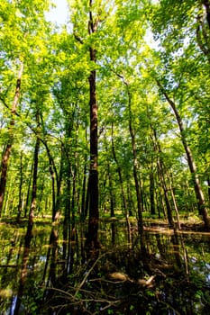 Views of Twin Swamps Nature Preserve in Spring, Posey County, Indiana