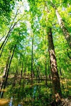Views of Twin Swamps Nature Preserve in Spring, Posey County, Indiana