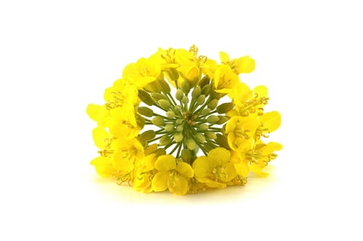 Close-up of a vibrant yellow rapeseed flower head isolated on white, showcasing fresh petals and green buds in sharp detail.