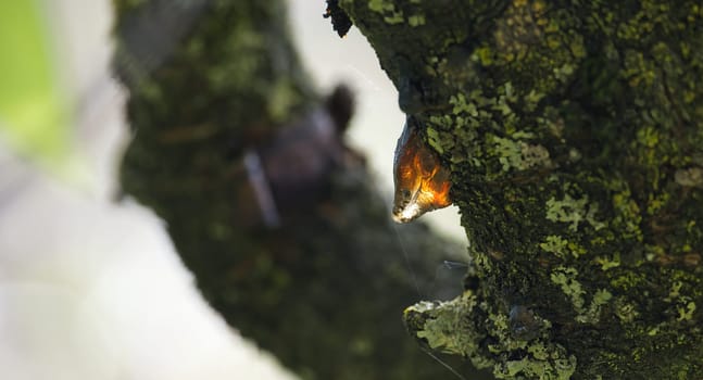A close-up shot features tree resin dripping from a mossy tree, showcasing nature's intricate details. The sun illuminates the golden amber.