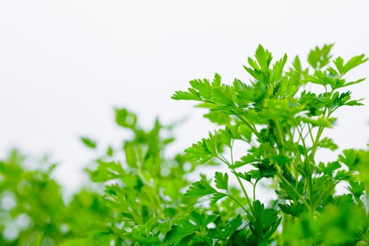 Close-up of fresh green parsley leaves growing outdoors, vibrant organic herbs in natural sunlight on a farm.