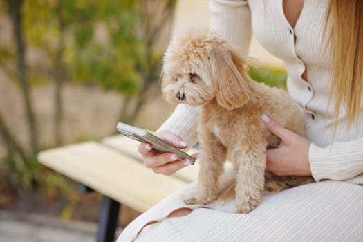 Cute poodle sitting on woman's lap while both look at smartphone, cozy outdoor lifestyle with technology and pet.