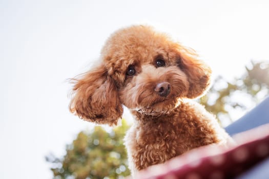 Curious toy poodle with fluffy coat and tilted head, looking directly with expressive eyes in natural daylight.