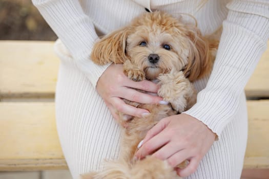 Cute fluffy dog cuddling on woman's lap, cozy bonding moment with pet in soft daylight, warm and relaxed mood.