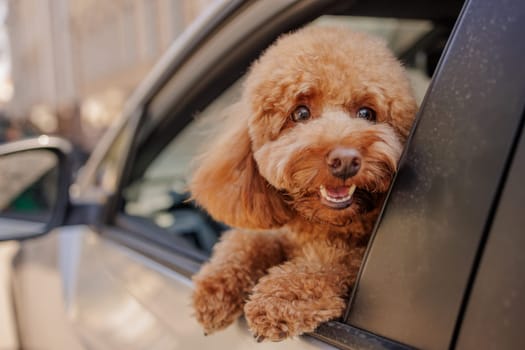 Happy toy poodle leaning out of car window, excited expression on urban street ride, joyful travel with pet.