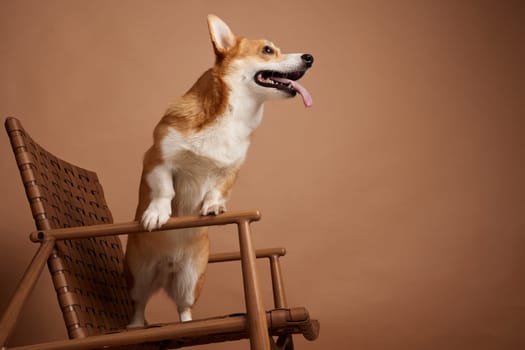 Cute Corgi dog standing on a wooden chair, looking excited with tongue out against a warm beige studio background.
