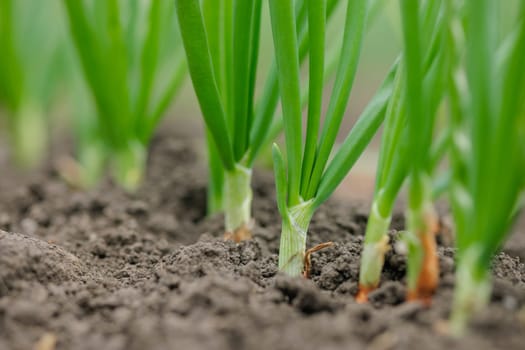 Close-up of green onions growing in fertile soil on a farm field during springtime, organic vegetable cultivation.