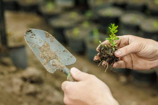 Close-up of gardener's hands holding seedling with roots and trowel, preparing for planting in soil.