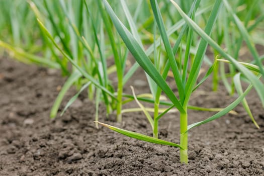 Young green garlic plants growing in rows in fertile soil on a farm field during spring season, close-up agriculture view.