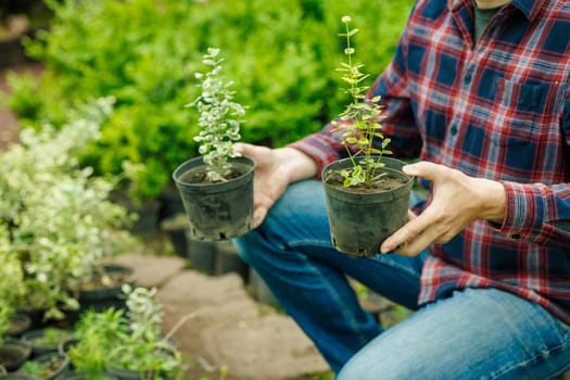 Man holding two potted seedlings in garden center, comparing plants for cultivation or transplanting.