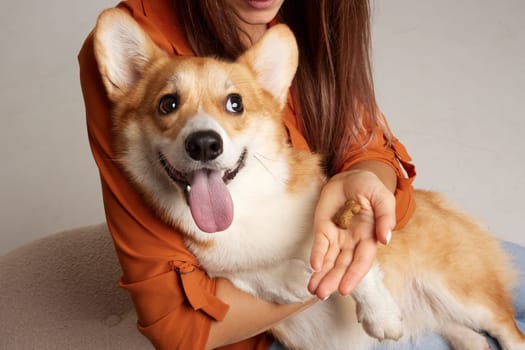 Smiling woman holds a happy Corgi dog offering a treat, isolated on light background, playful pet moment.