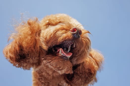Funny close-up of toy poodle with open mouth and fluffy ears, expressive dog face under bright blue sky.