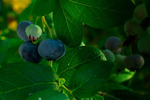 Ripe blueberries (bilberry) on a blueberry bush on a nature background. High quality photo
