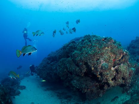 fish and divers diving around a rock covered in corals and sea sponges, concept of marine wildlife and recreational scuba diving