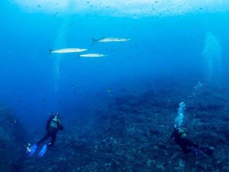 divers diving near the sea floor while barracuda fish swim above them, concept of underwater wildlife and recreational scuba diving