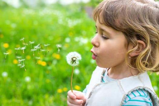 Child blowing dandelion in park. Selective focus. Allergy Kid.