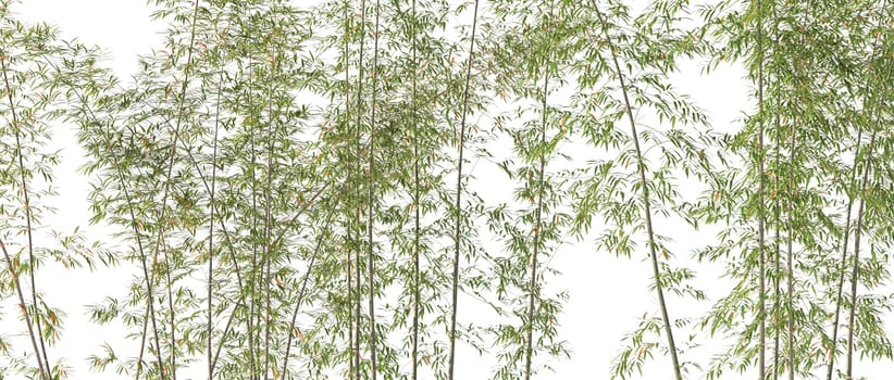 Bamboo forest with transparent background 3d