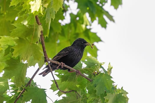 Starling Sturnus vulgaris sitting on a tree branch with green leaves in the background