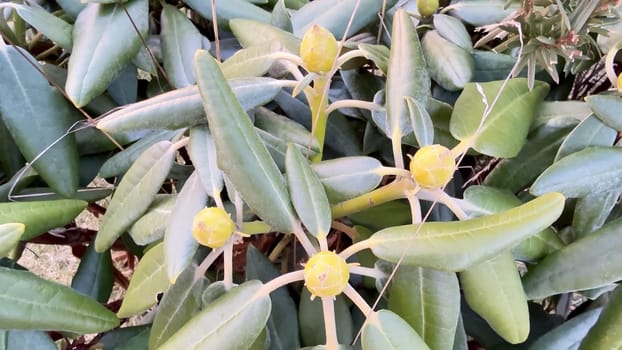 A closeup view of bright yellow buds nestled among vibrant lush green leaves, beautifully showcasing natures wonder
